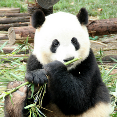 Giant Panda 