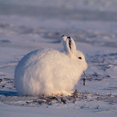 Arctic Hare