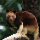 Tree Kangaroo Scrunchie