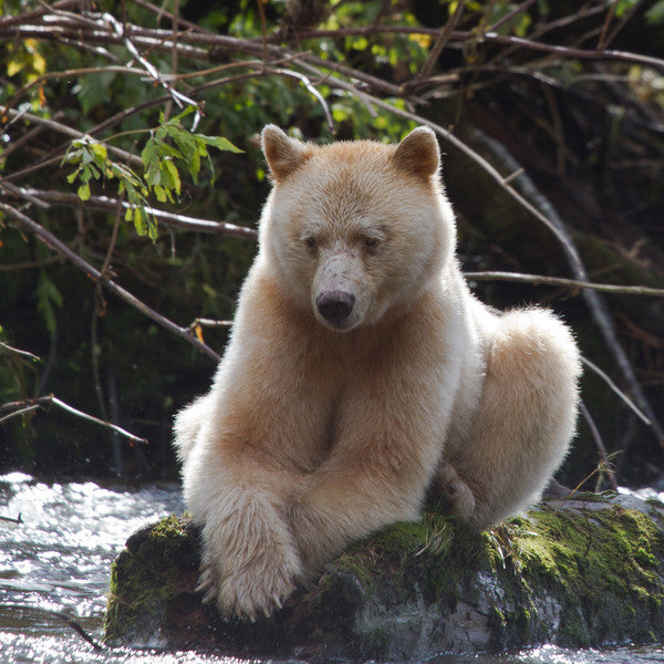 Kermode Bear Tube Skirt